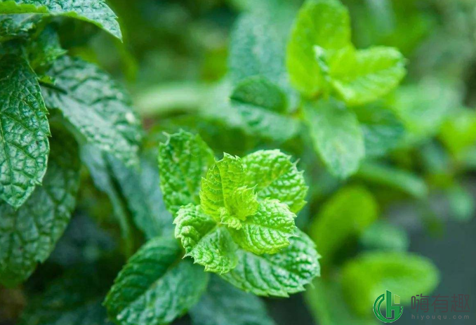 全球十大香料排行榜 第一名为藏红花，薄荷位列第四