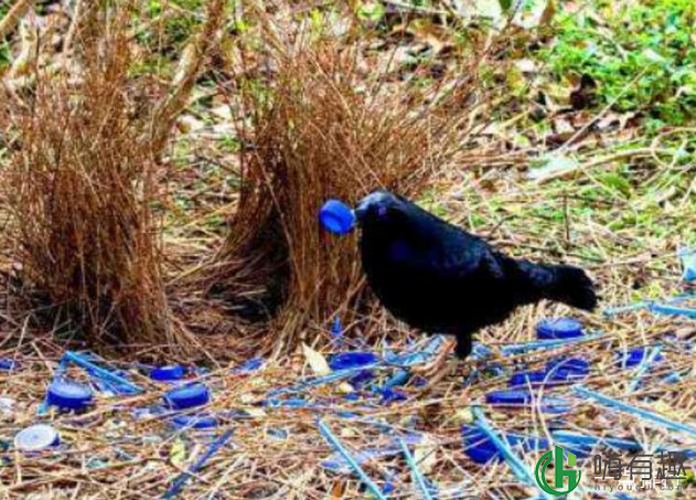 Bowerbirds