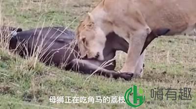 荔枝是什么梗