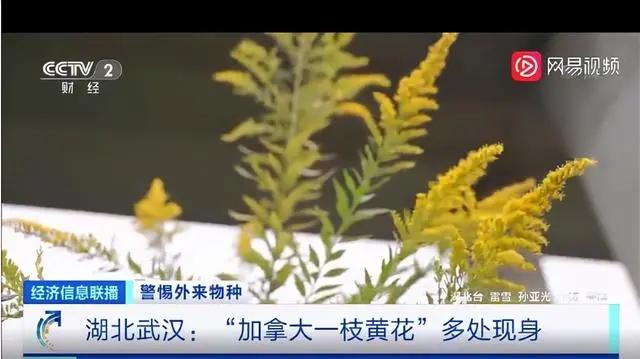 人人喊打的加拿大一枝黄花 究竟是花还是草