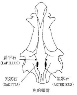 鱼头里面白色的小石头是什么