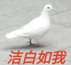 洁白如我