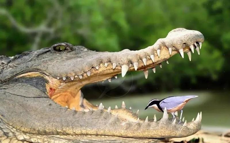 牙签鸟帮助鳄鱼清洁牙齿？假的
