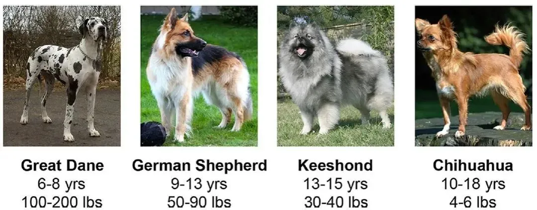 狗的体重每增加2公斤 寿命就会缩短一个月
