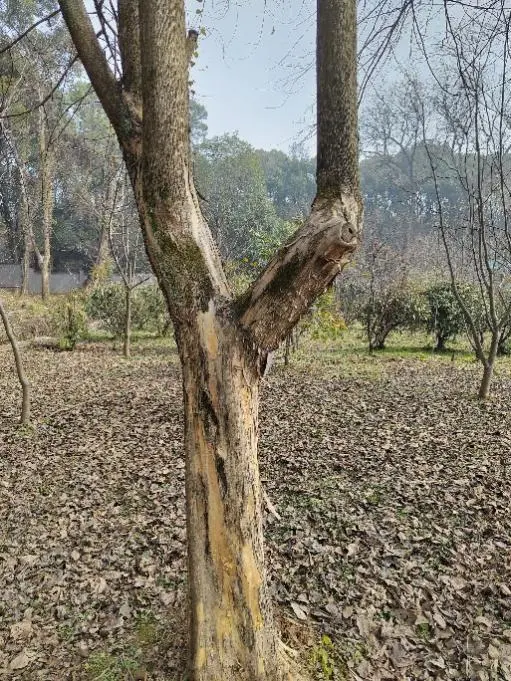 哪些植物可以用来染色