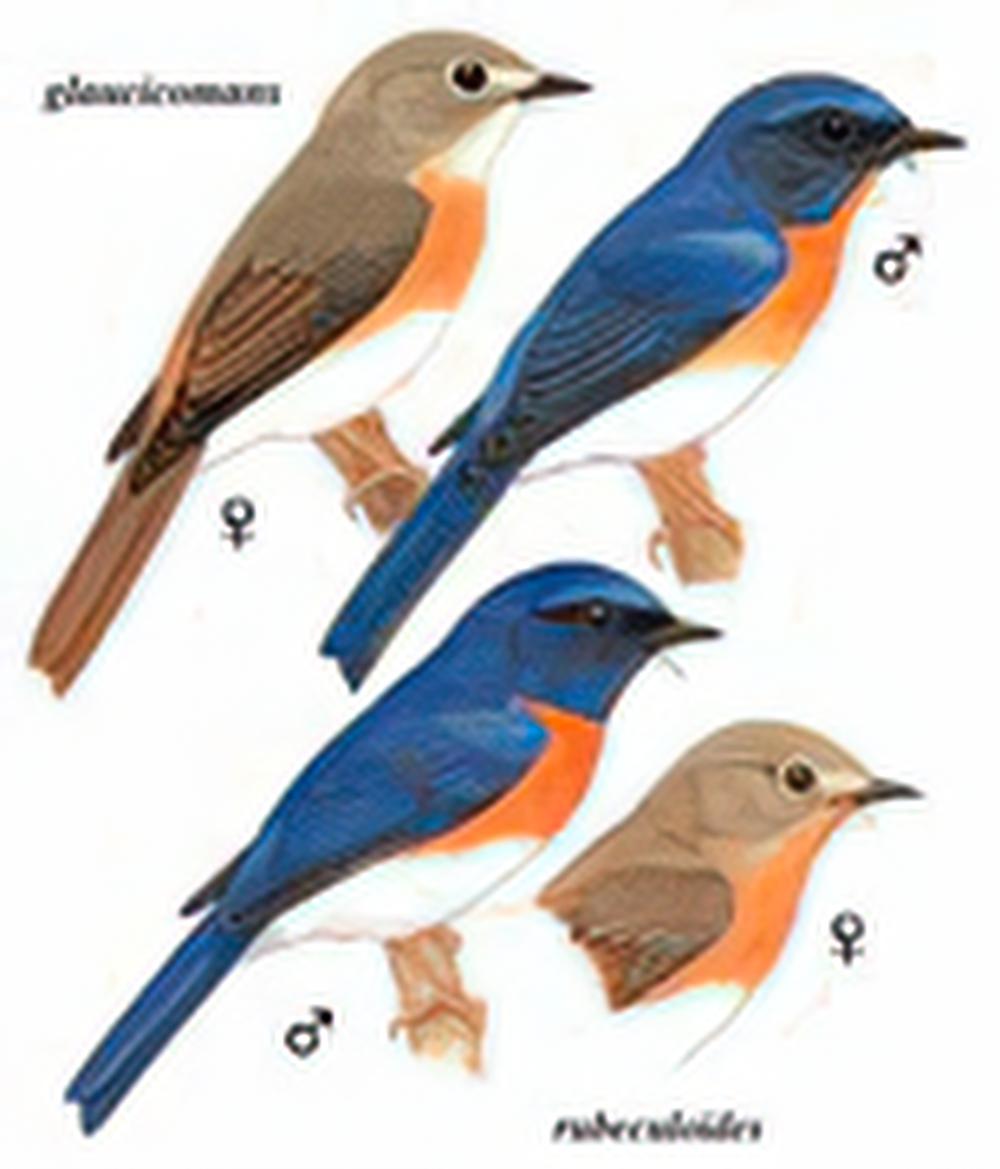 蓝喉仙鹟 / Blue-throated Flycatcher