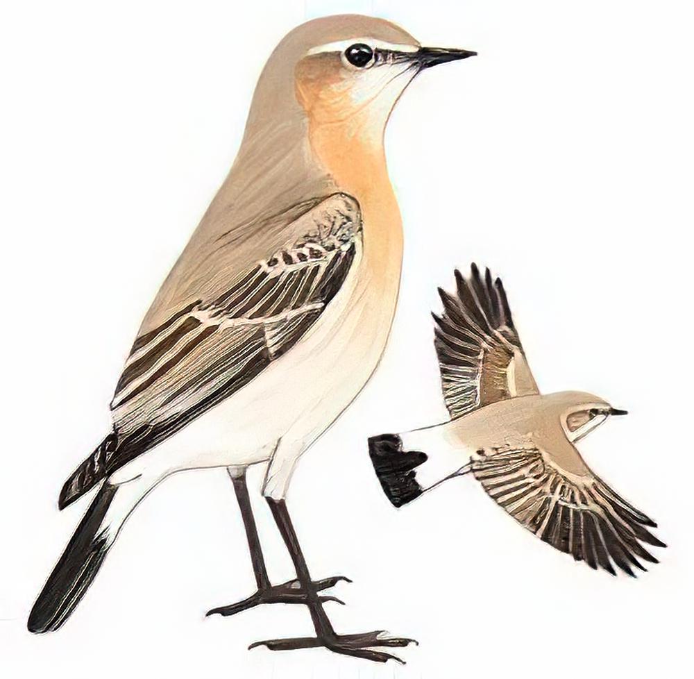 沙鵖 / Isabelline Wheatear