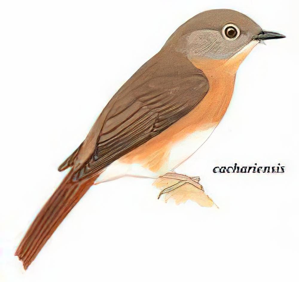 灰颊仙鹟 / Pale-chinned Flycatcher