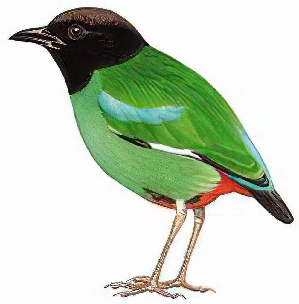 绿胸八色鸫 / Hooded Pitta