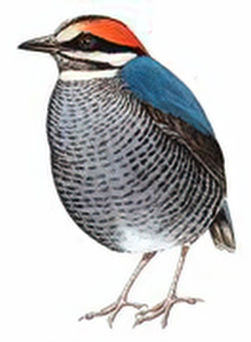 蓝八色鸫 / Blue Pitta