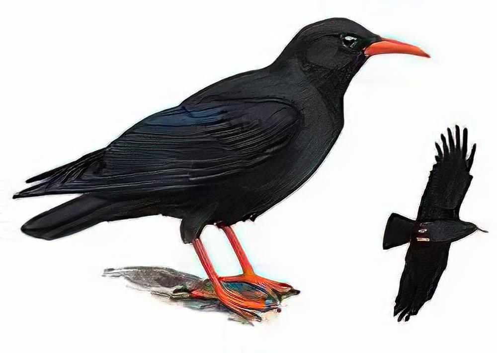 红嘴山鸦 / Red-billed Chough