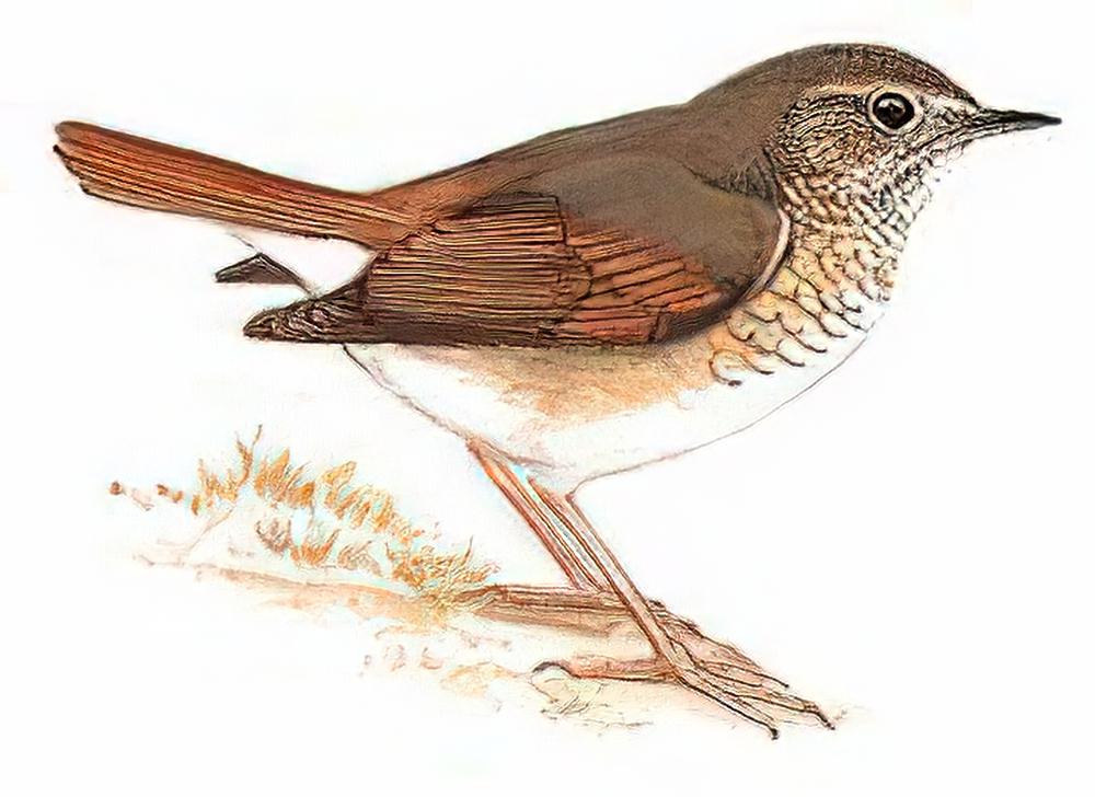 红尾歌鸲 / Rufous-tailed Robin