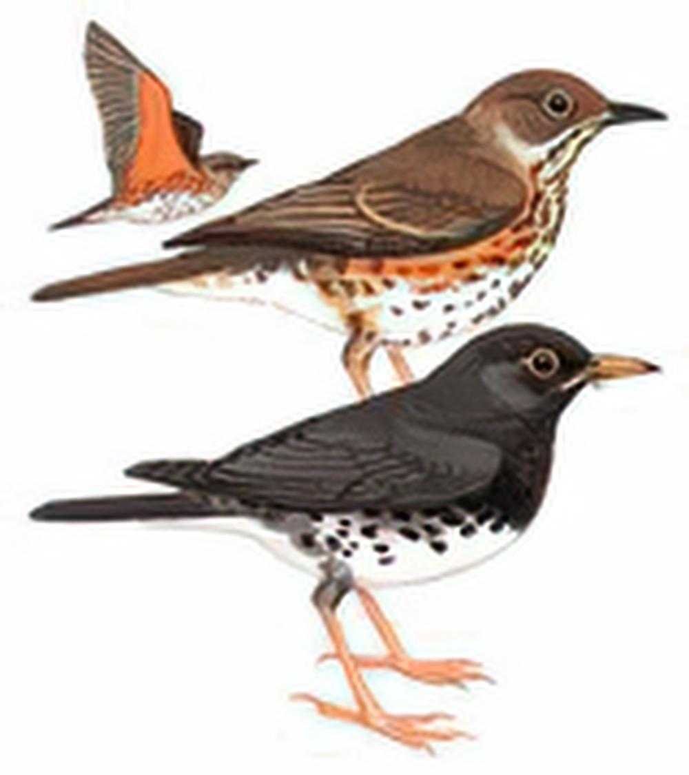 乌灰鸫 / Japanese Thrush