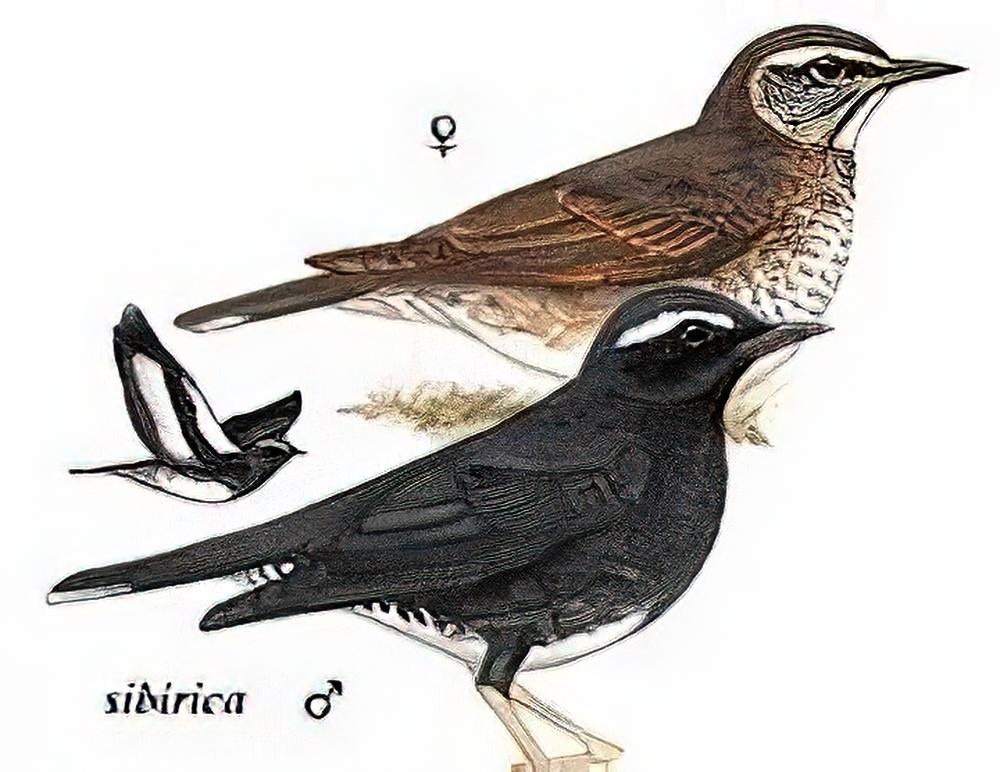 白眉地鸫 / Siberian Thrush