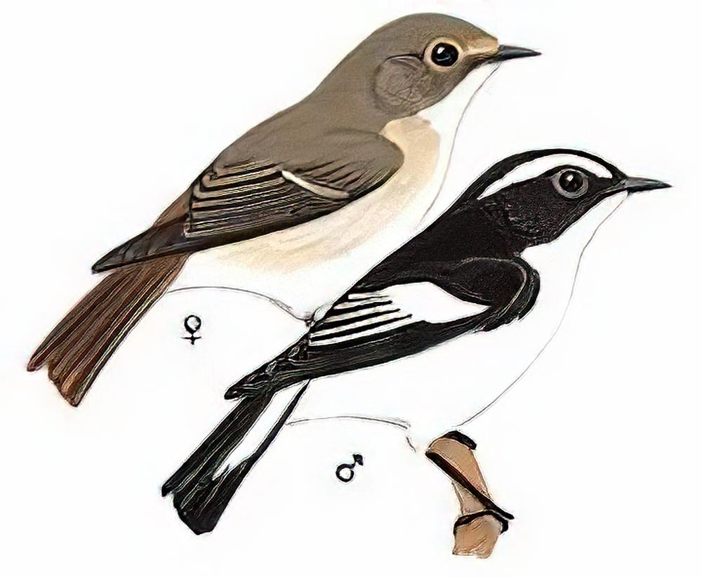 小斑[姬]鹟 / Little Pied Flycatcher