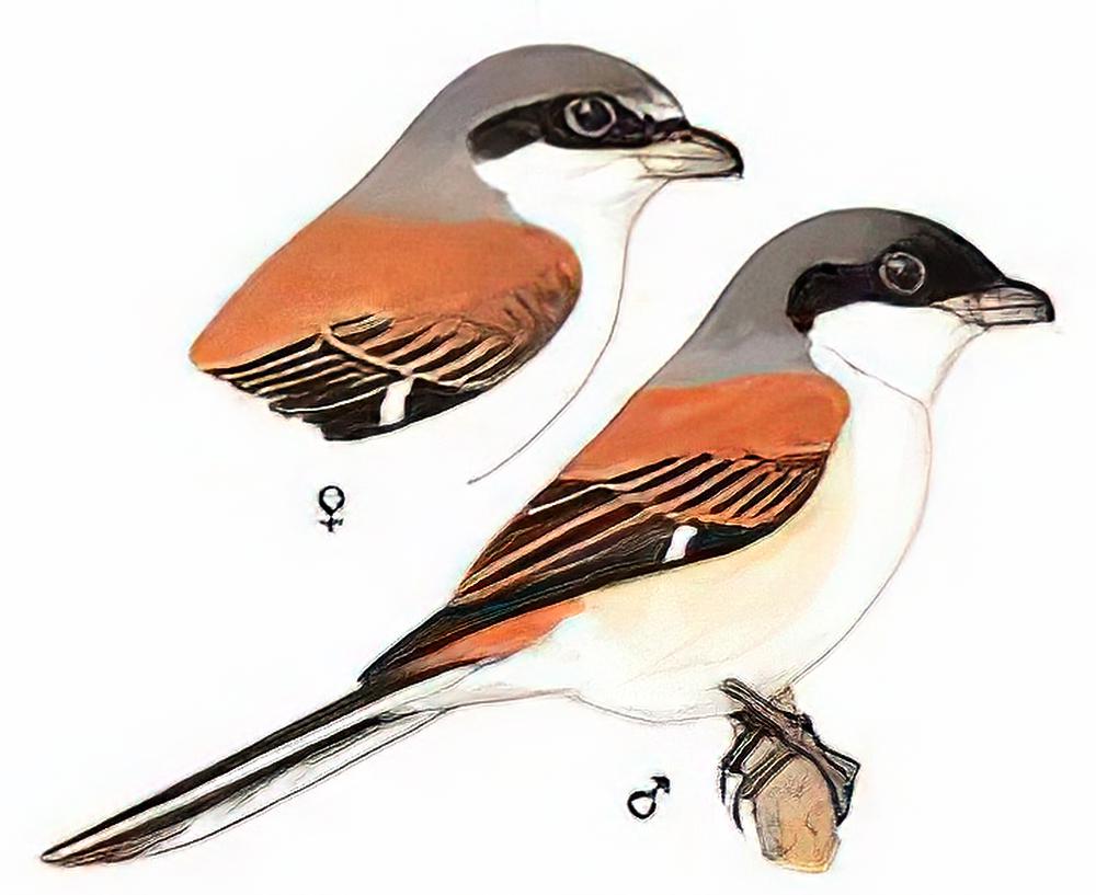 栗背伯劳 / Burmese Shrike