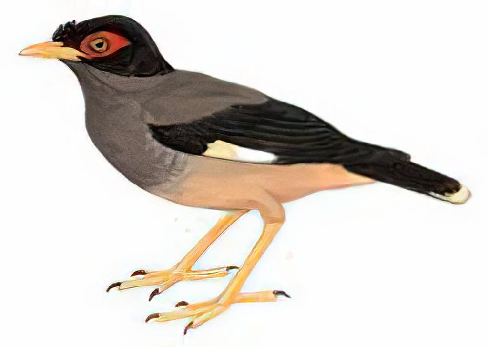 灰背岸八哥 / Bank Myna