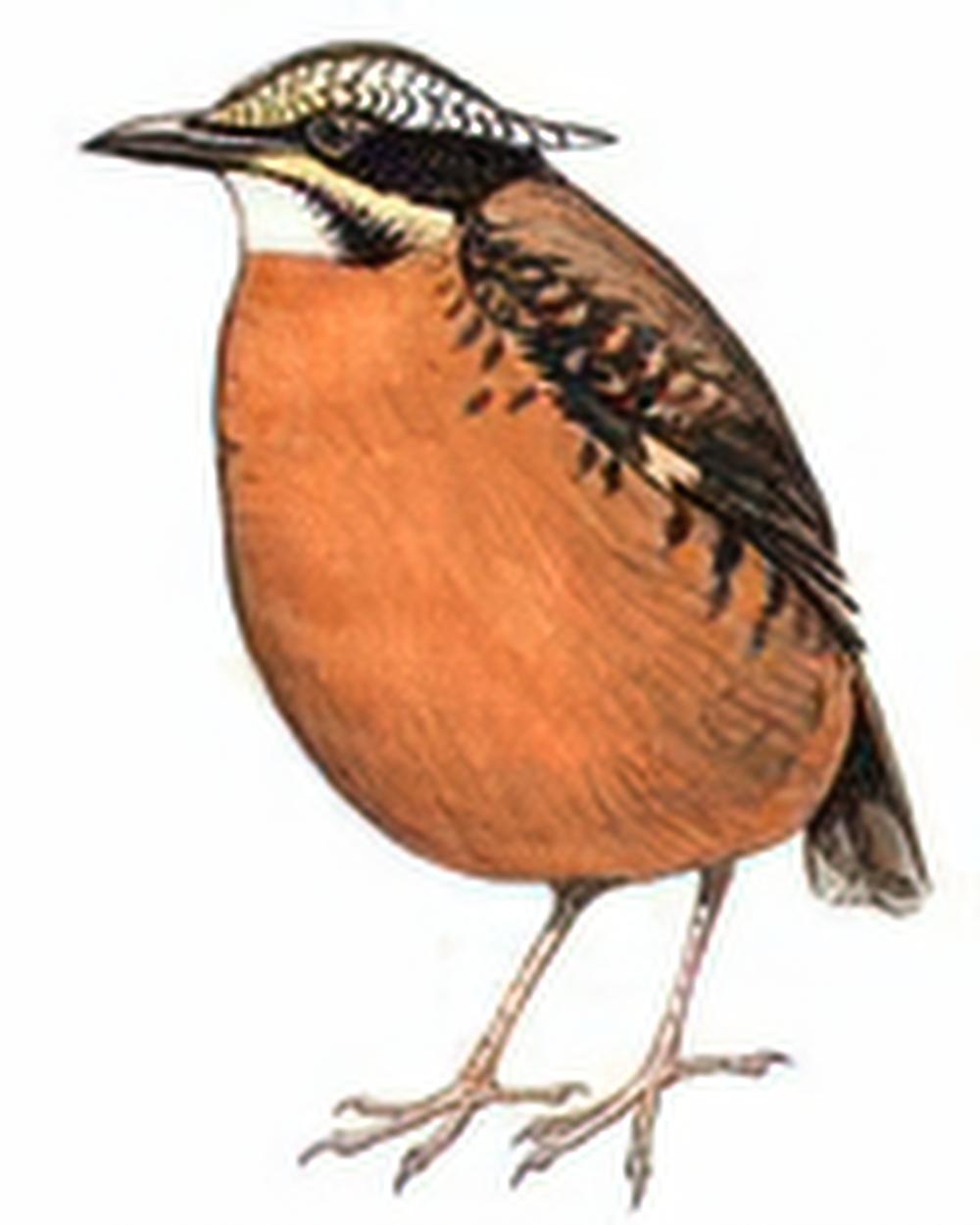 双辫八色鸫 / Eared Pitta