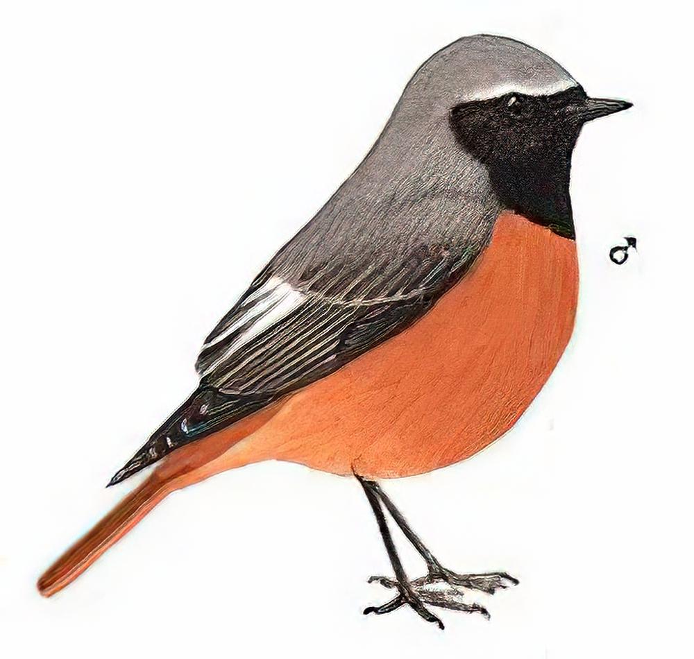 黑喉红尾鸲 / Hodgson\'s Redstart