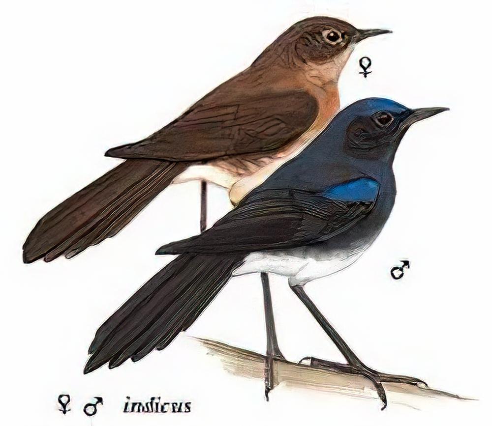 蓝额[长脚]地鸲 / Blue-fronted Robin