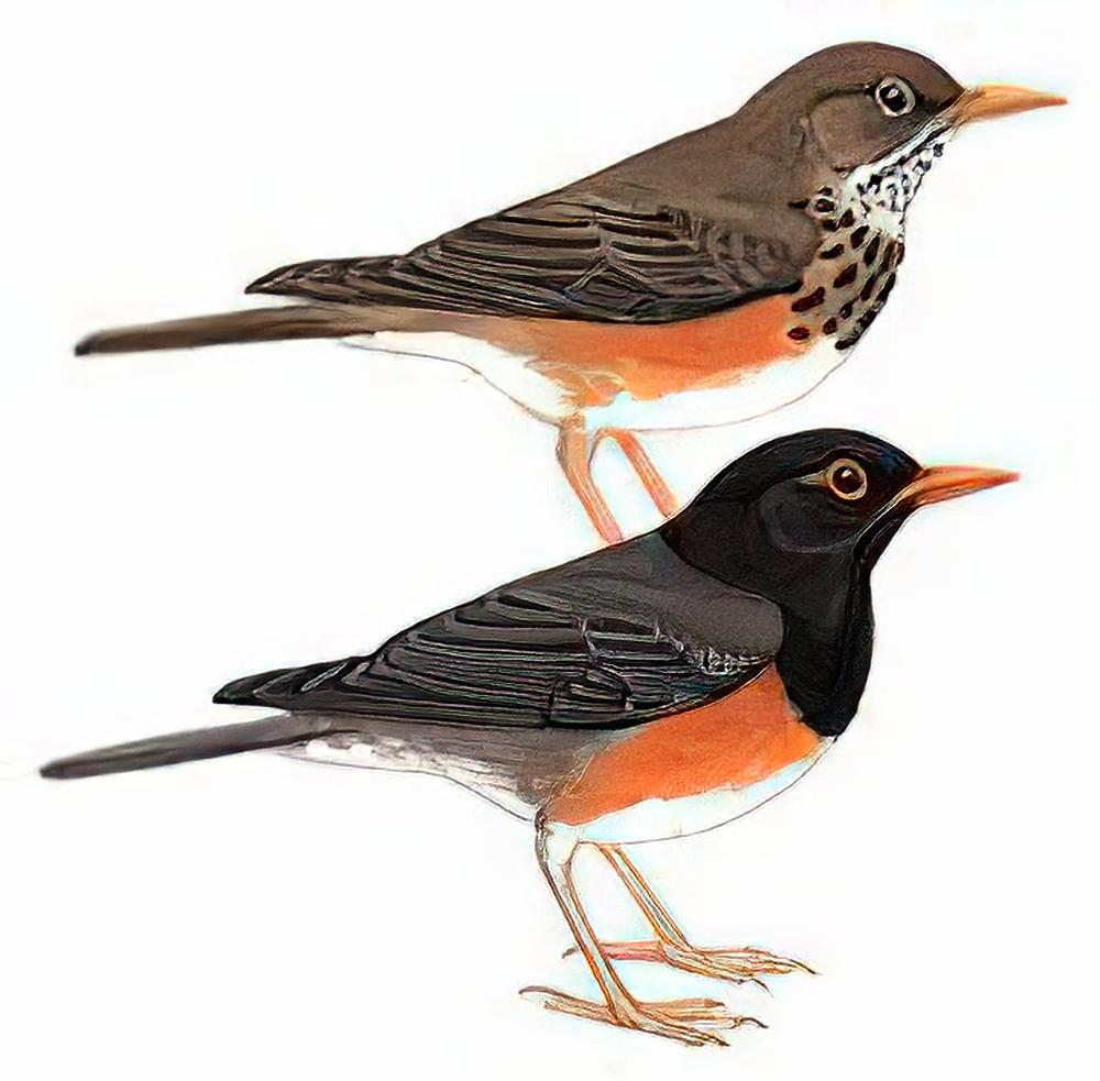 黑胸鸫 / Black-breasted Thrush