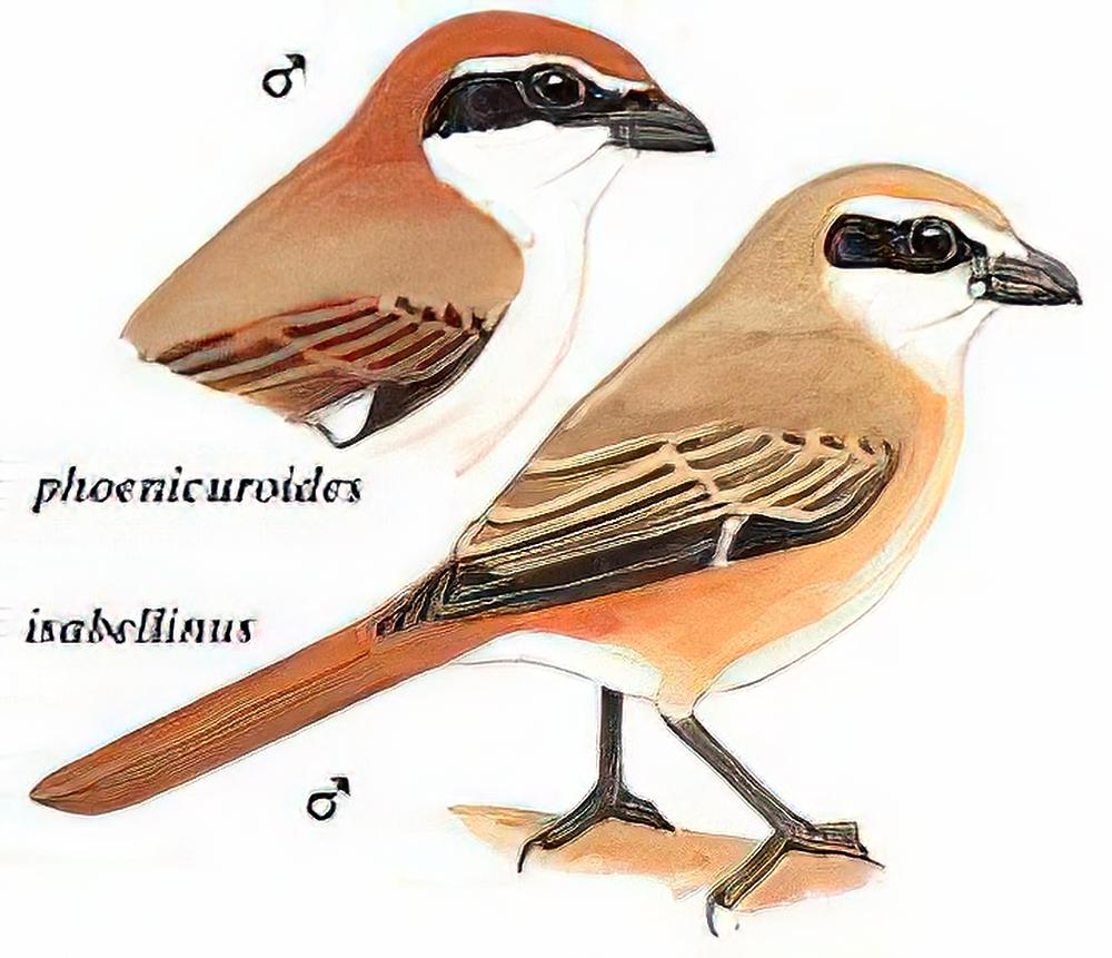 棕尾伯劳 / Rufous-tailed Shrike