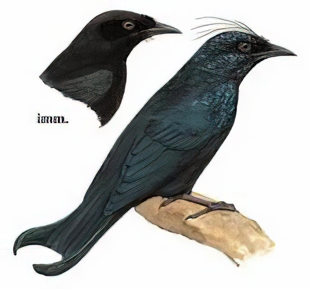 发冠卷尾 / Spangled Drongo