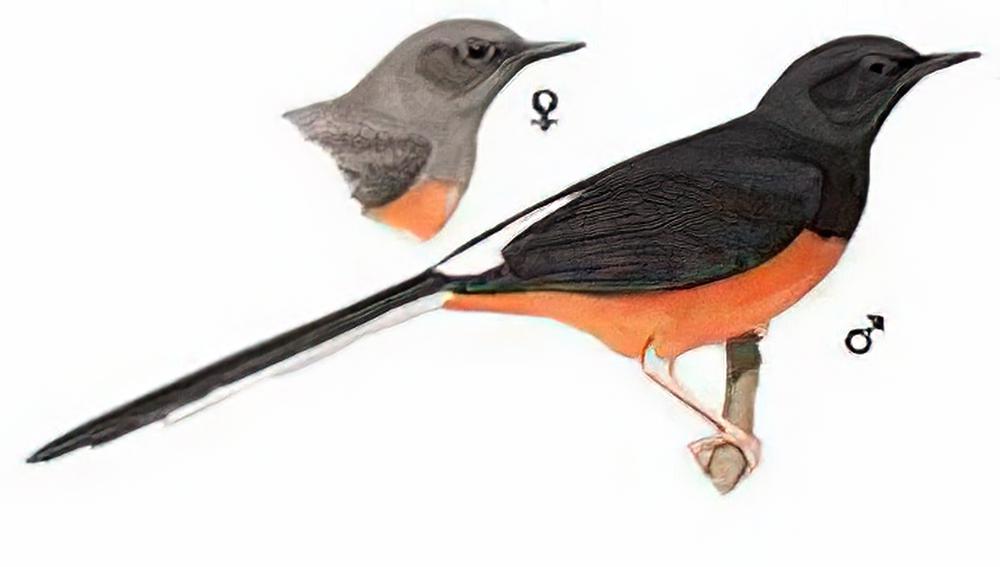 白腰鹊鸲 / White-rumped Shama