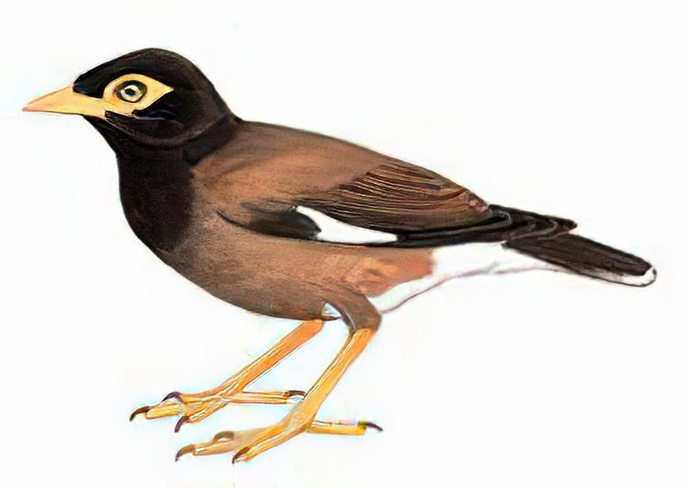 家八哥 / Common Myna