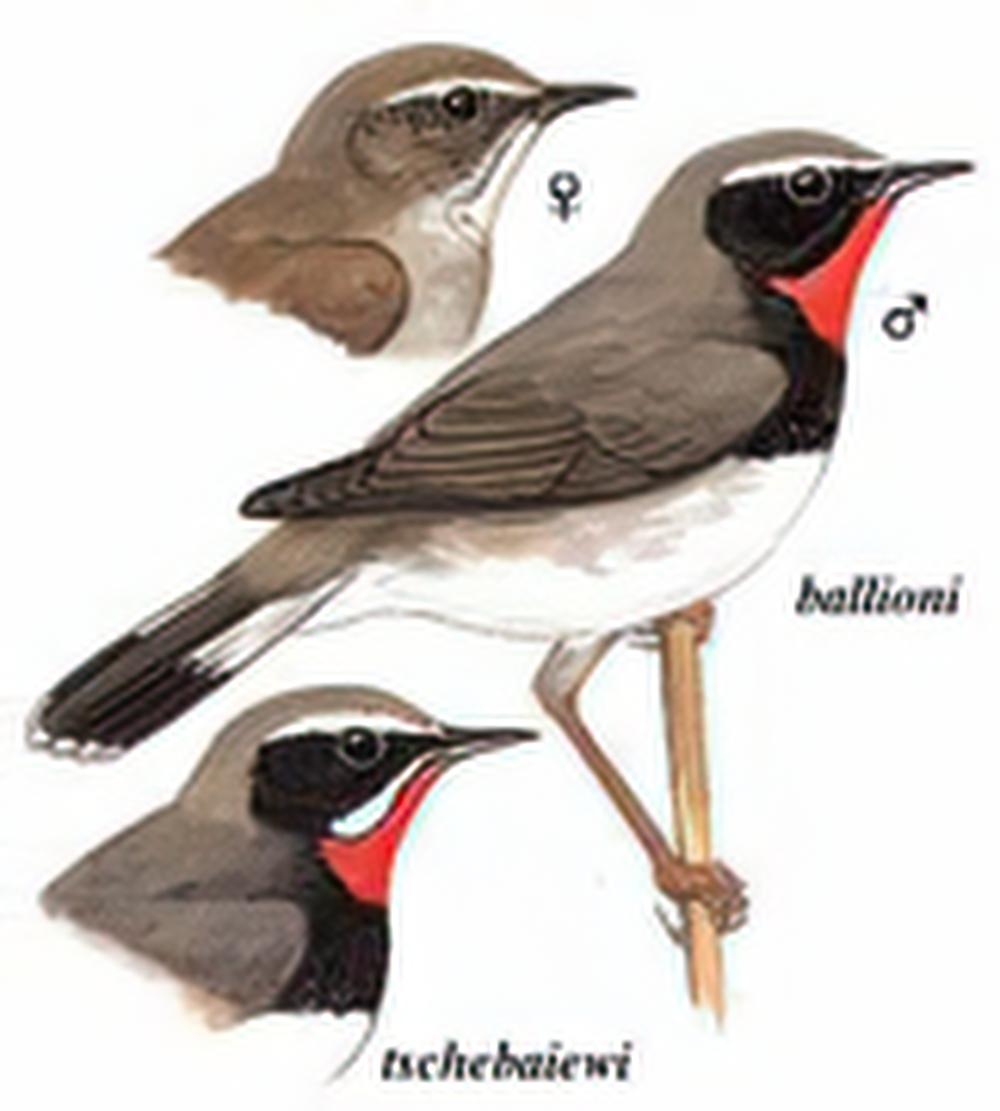 黑胸歌鸲 / White-tailed Rubythroat