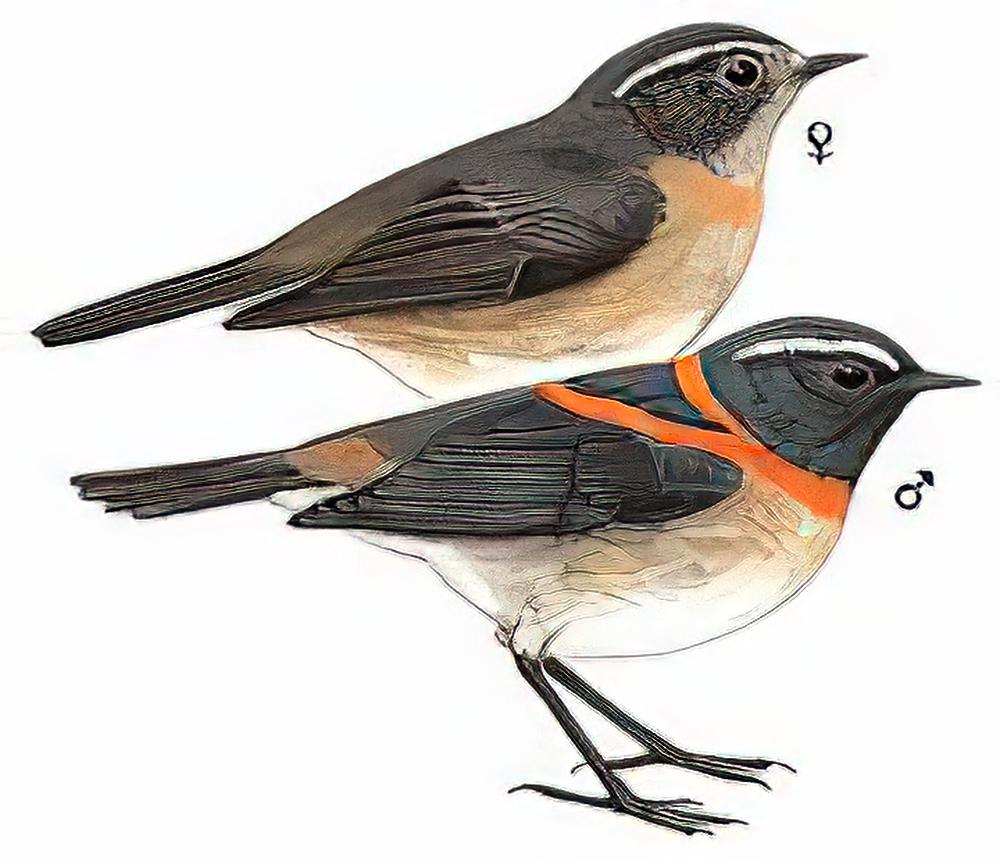 台湾林鸲 / Collared Bush-Robin