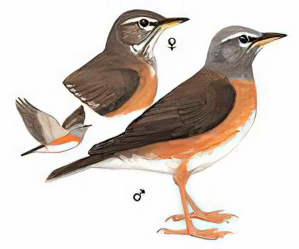 白眉鸫 / Eyebrowed Thrush