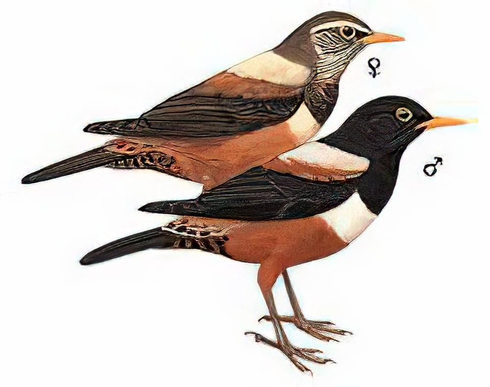 棕背黑头鸫 / Kessler\'s Thrush