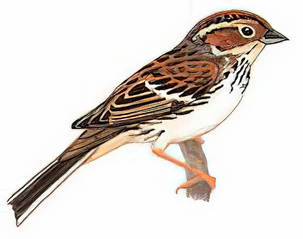 小鹀 / Little Bunting