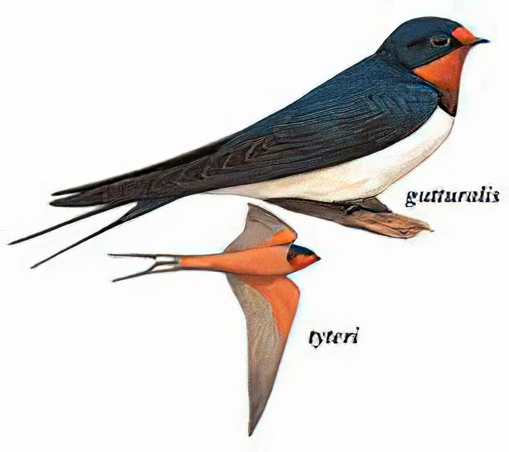 家燕 / Barn Swallow