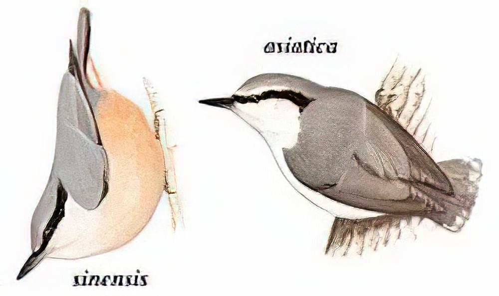 普通䴓 / Eurasion Nuthatch