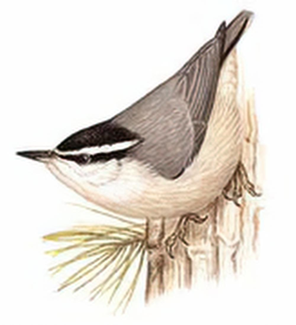 黑头䴓 / Snowy-browed Nuthatch