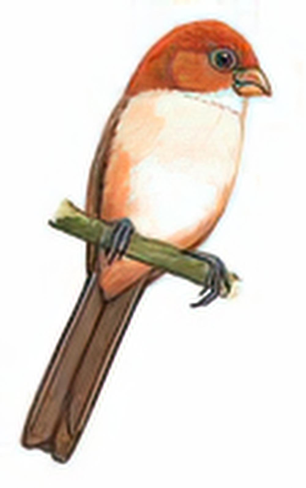 红头鸦雀 / Rufous-headed Parrotbill