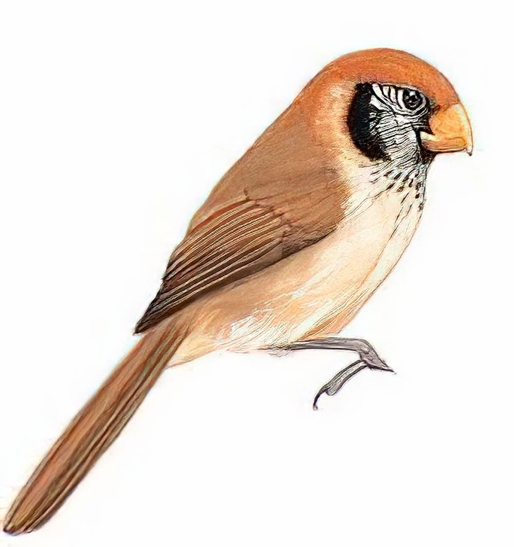 点胸鸦雀 / Spot-breasted Parrotbill