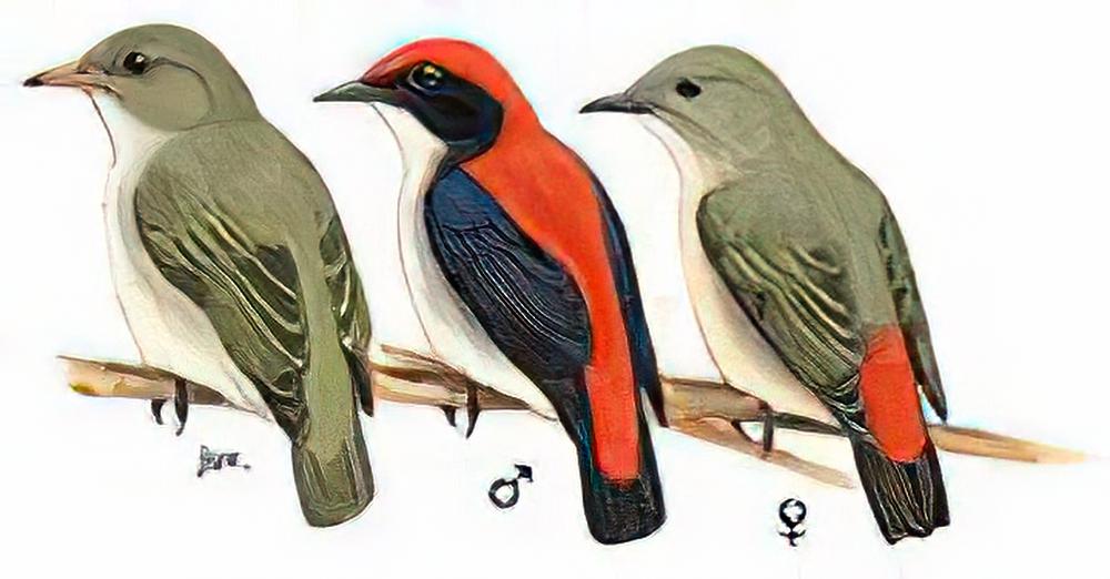 朱背啄花鸟 / Scarlet-backed Flowerpecker