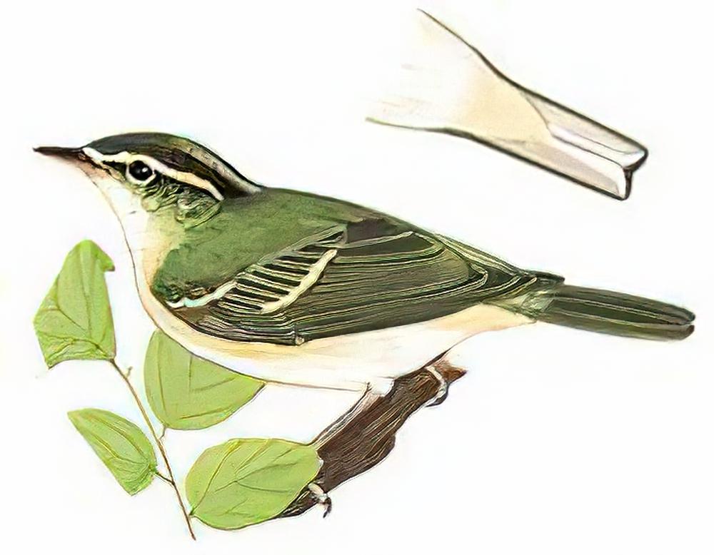 冠纹柳莺 / Blyth\'s Leaf-Warbler