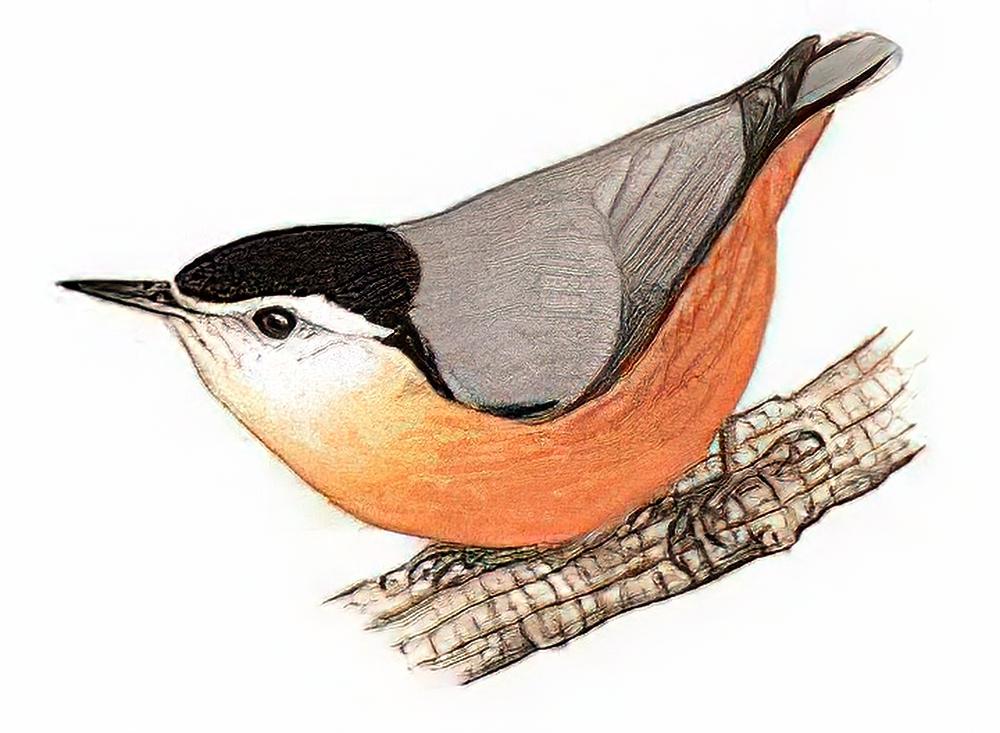 白脸䴓 / White-cheeked Nuthatch