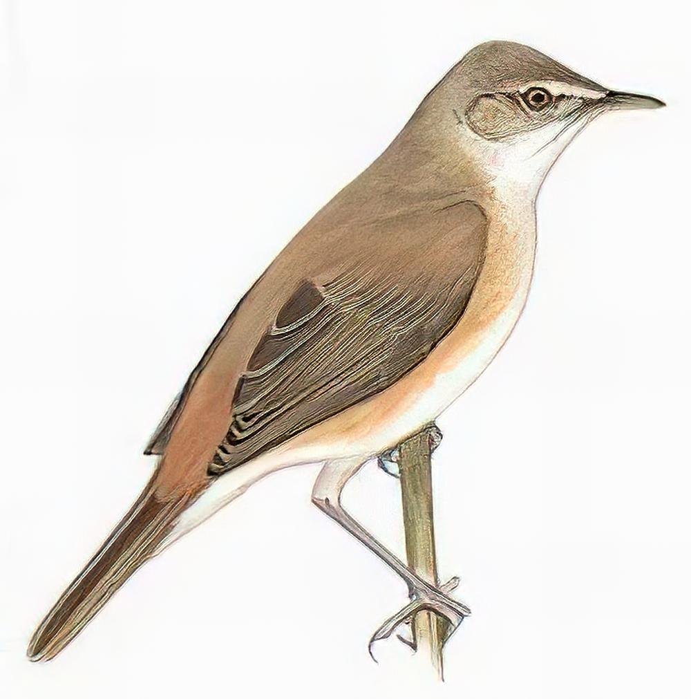 芦苇莺 / Eurasian Reed-Warbler