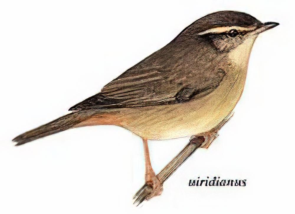 棕眉柳莺 / Yellow-streaked Warbler