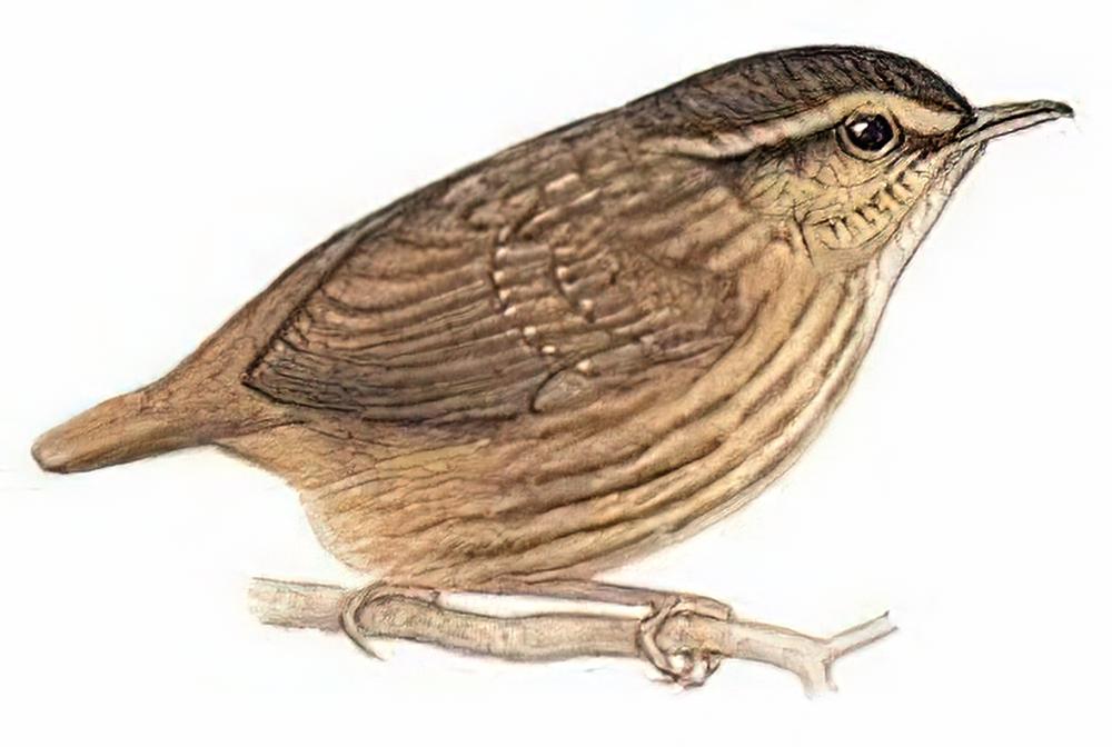 纹胸鹪鹛 / Eyebrowed Wren-Babbler