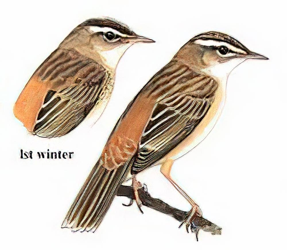 水蒲苇莺 / Sedge Warbler