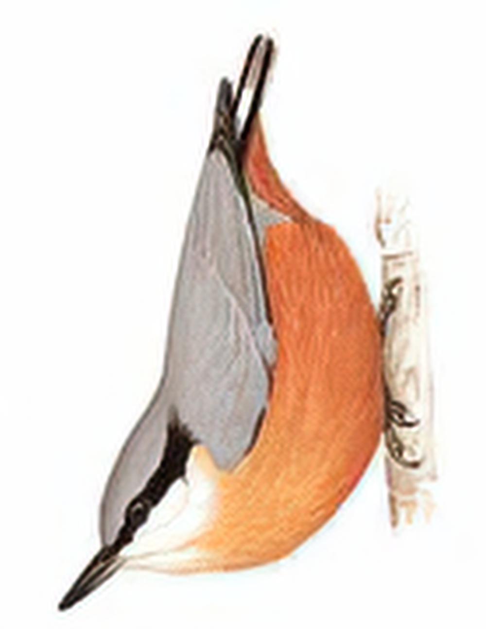 白尾䴓 / White-tailed Nuthatch