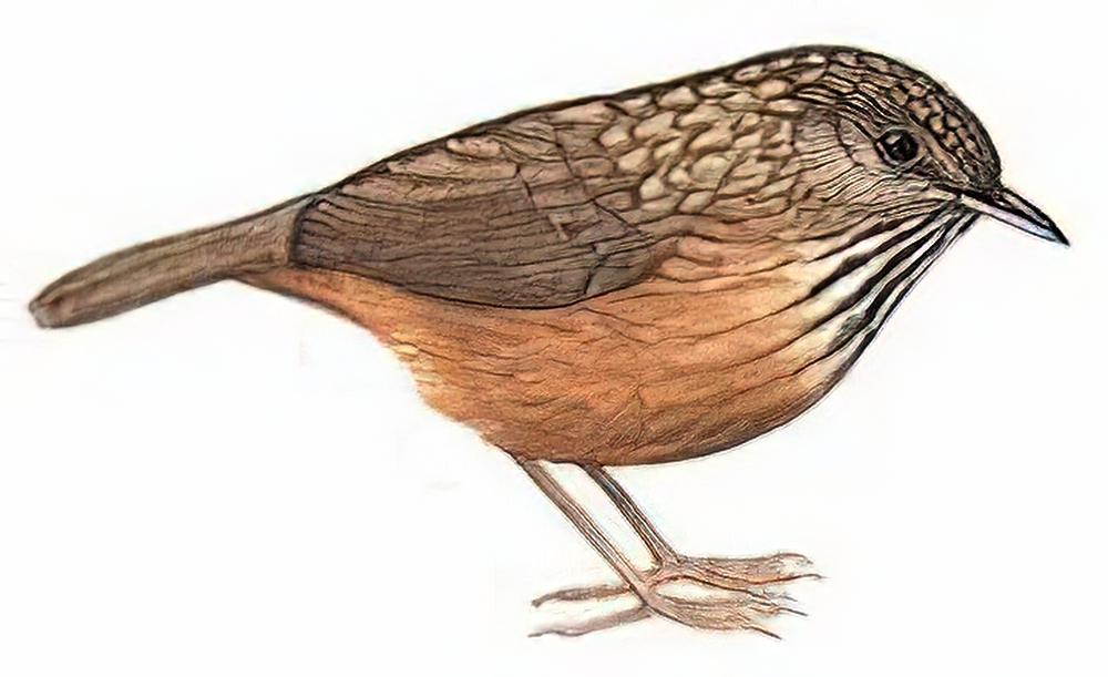 短尾鹪鹛 / Streaked Wren-Babbler