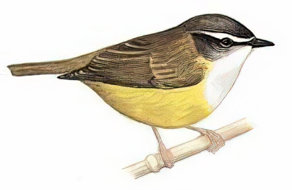 黄腹鹟莺 / Yellow-bellied Warbler