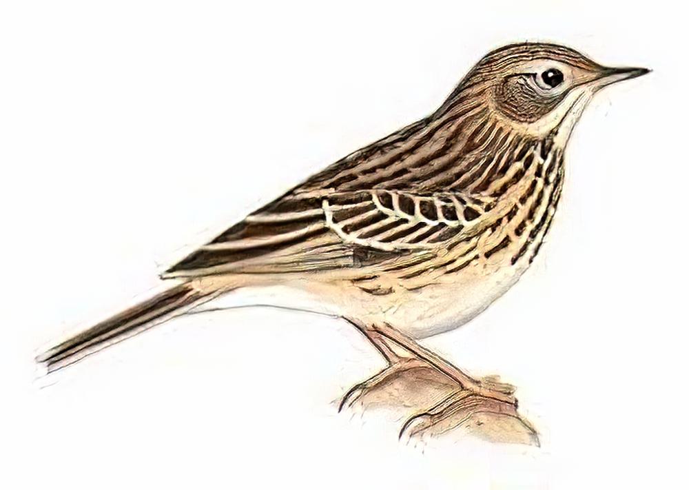 草地鹨 / Meadow Pipit